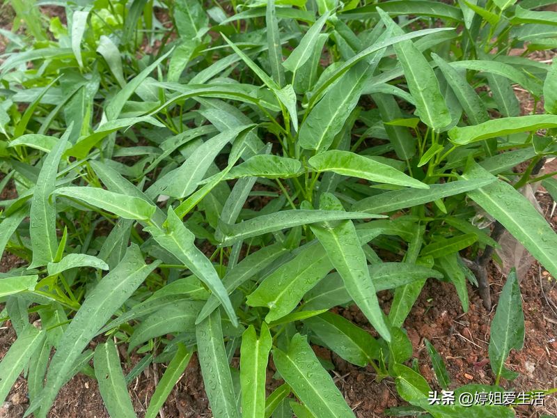 空心菜12月种植技术