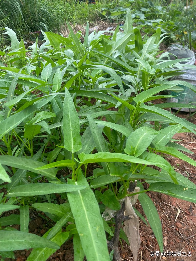 空心菜12月种植技术