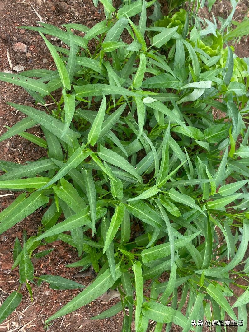 空心菜12月种植技术