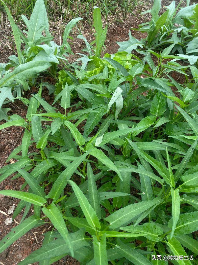 空心菜12月种植技术