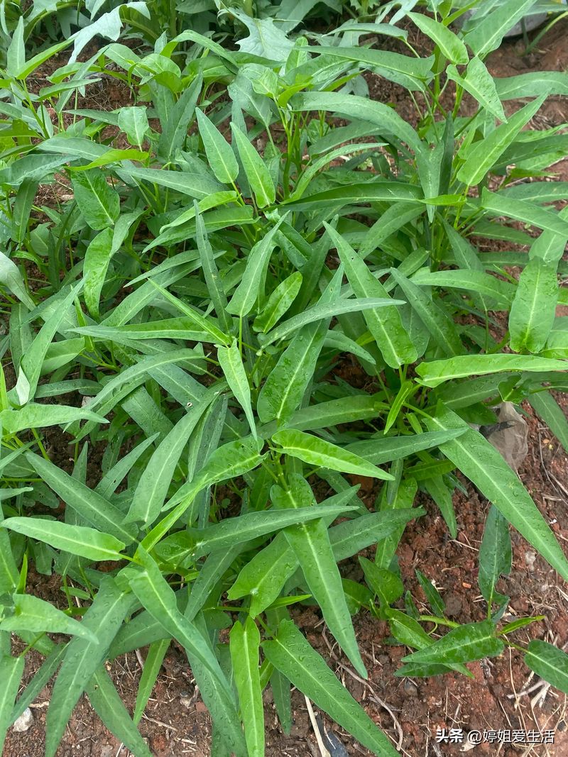 空心菜12月种植技术
