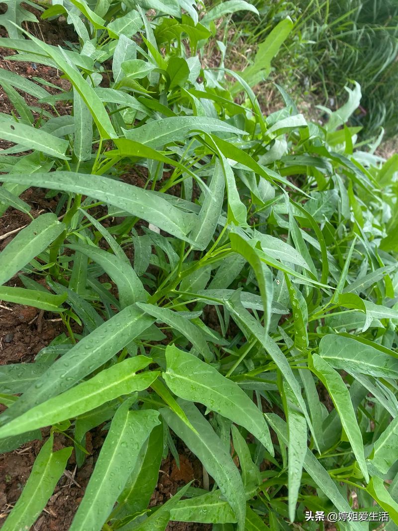 空心菜12月种植技术