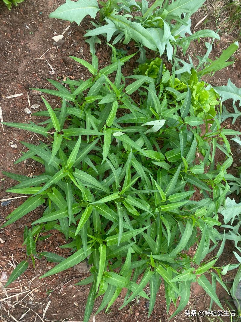 空心菜12月种植技术