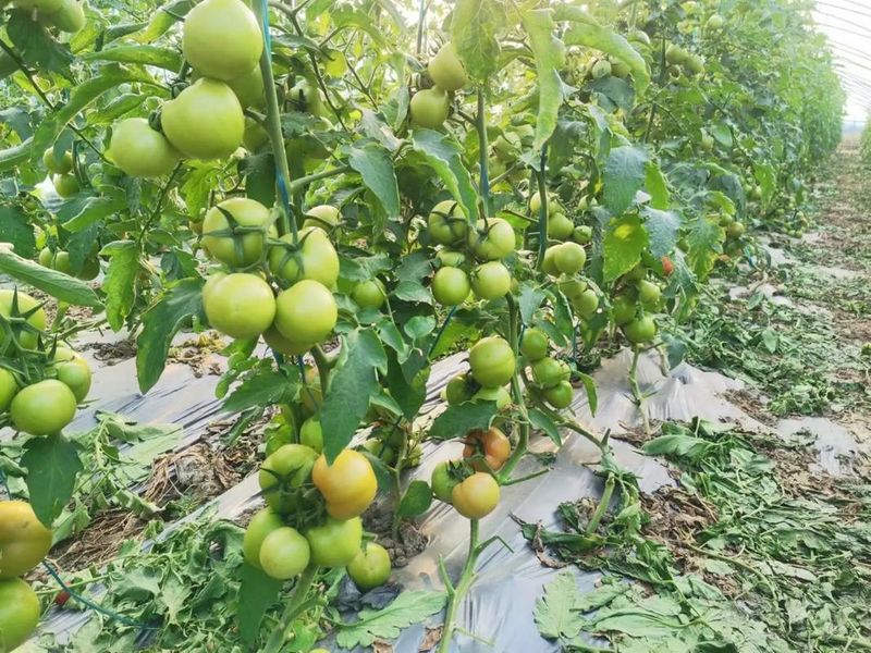 苗菜种植方法
