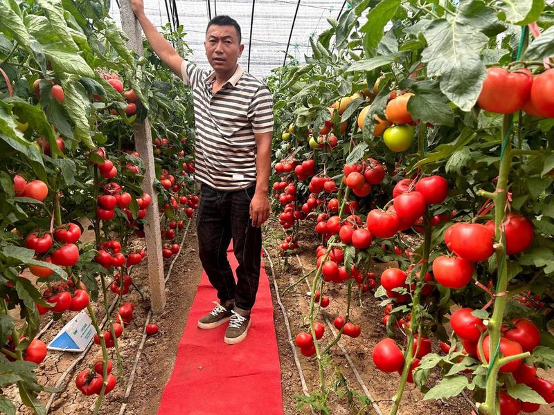 苗菜种植方法