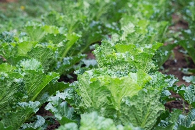 苗菜种植方法