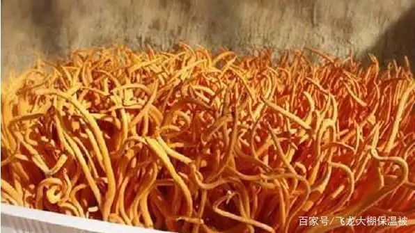 蛹虫草种植技术