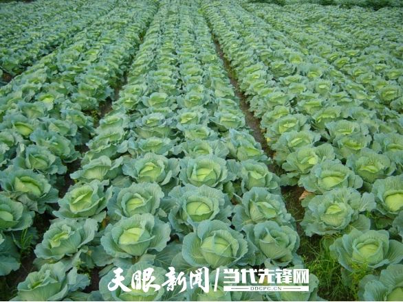 越冬甘蓝种植技术