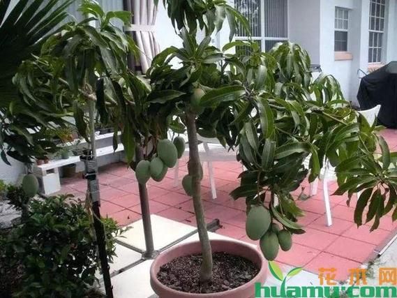 怎么种植芒果盆栽