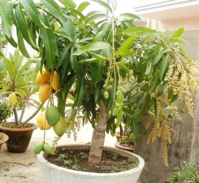 芒果盆栽种植方法视频