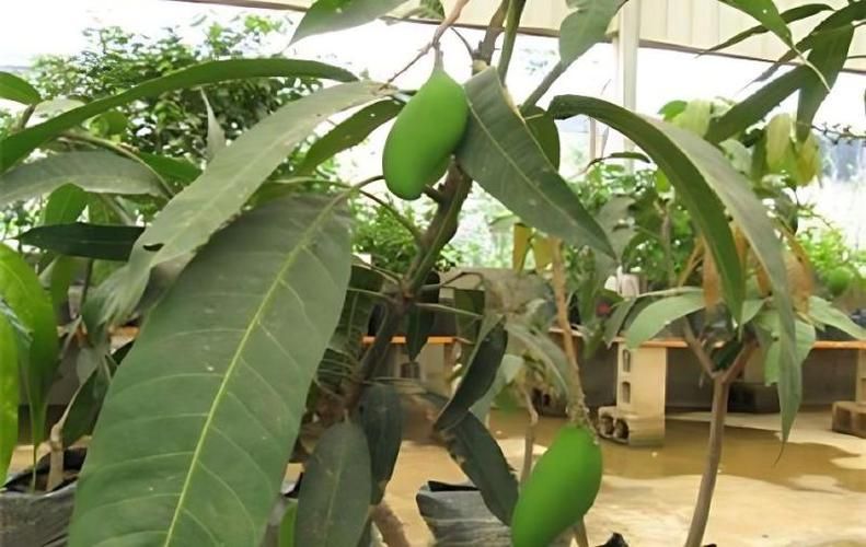 芒果盆栽种植方法视频