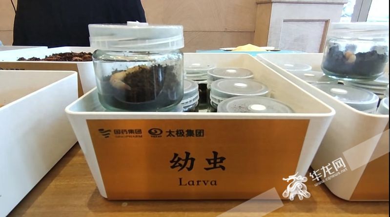 人工北虫草种植技术