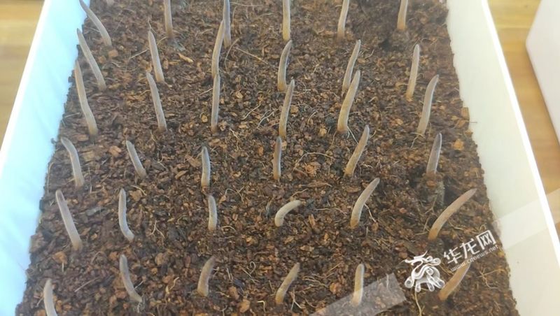 人工北虫草种植技术