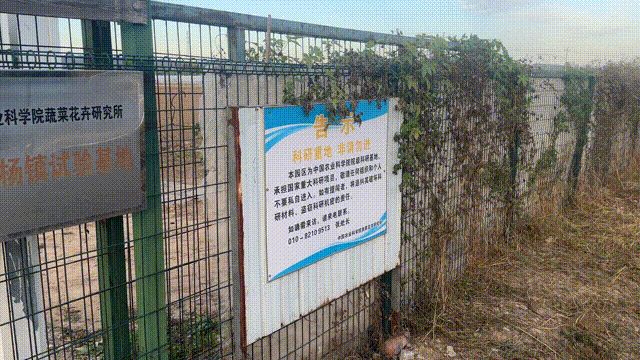越冬甘蓝种植技术