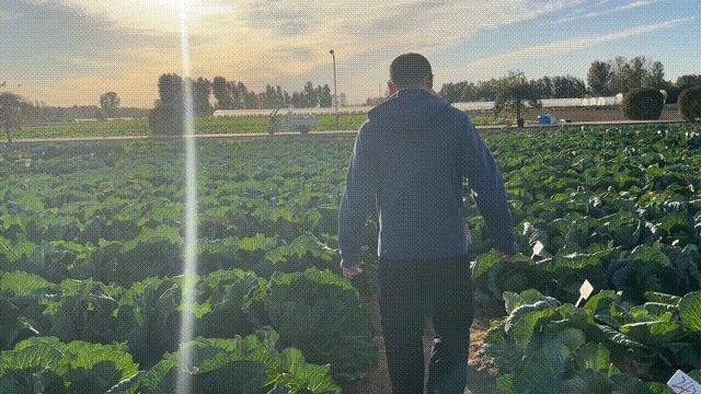 越冬甘蓝种植技术