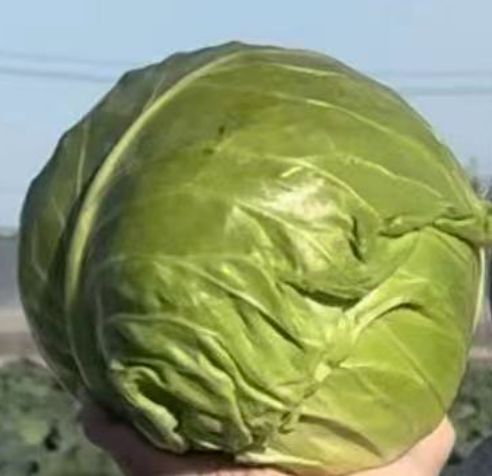越冬甘蓝种植技术