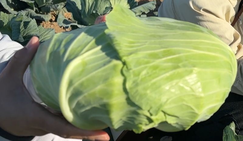 越冬甘蓝种植技术