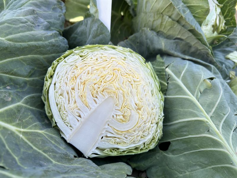 越冬甘蓝种植技术