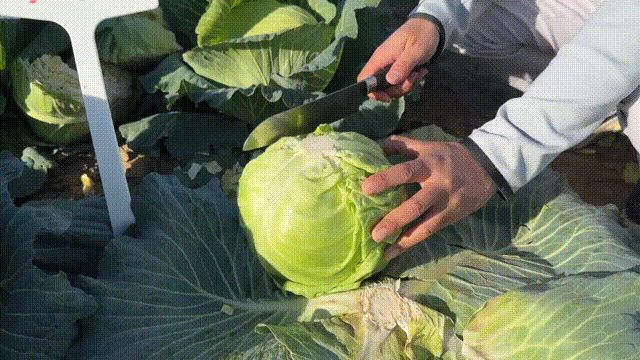 越冬甘蓝种植技术