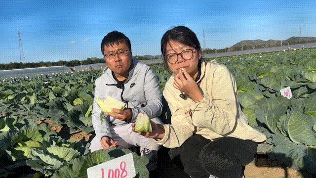越冬甘蓝种植技术