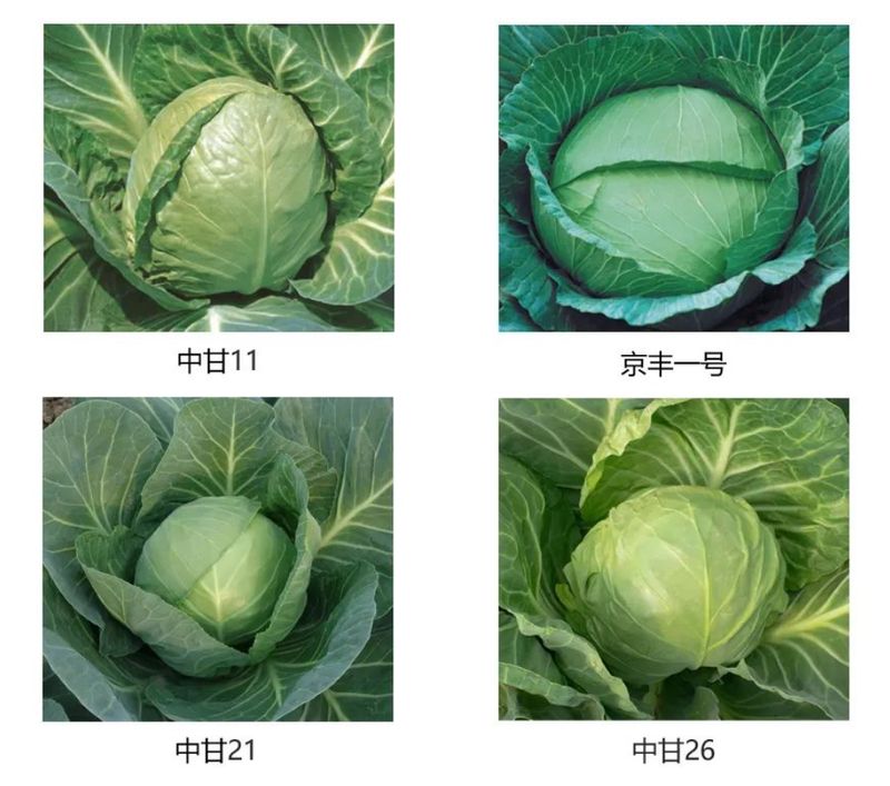 越冬甘蓝种植技术