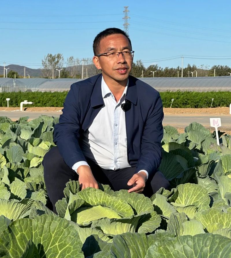 越冬甘蓝种植技术