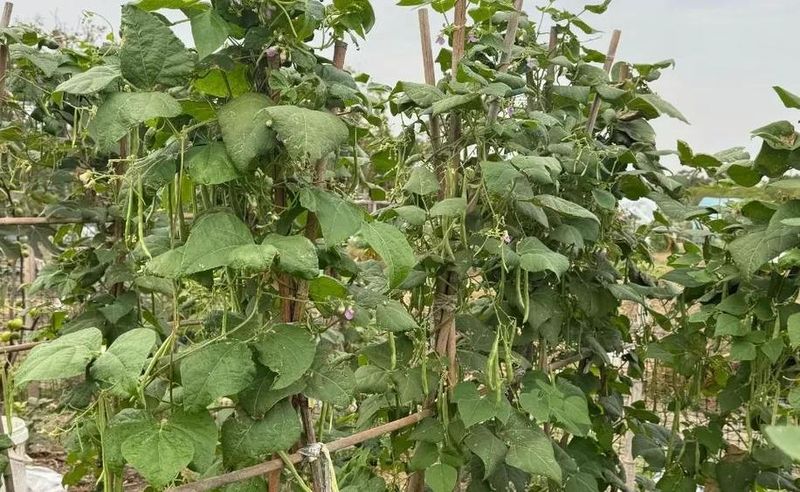 花菜种植时间和方法