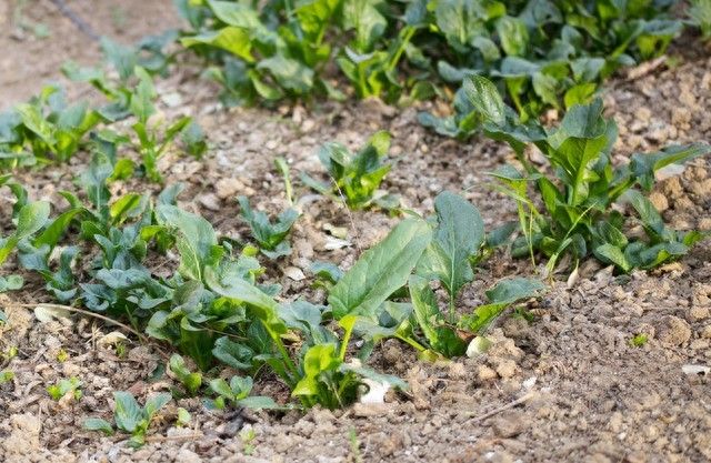 花菜种植时间和方法
