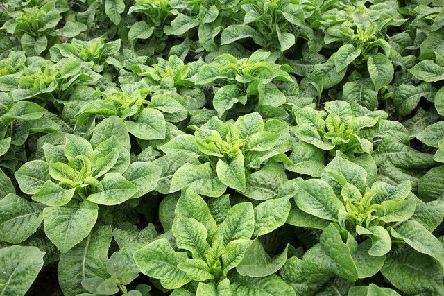 花菜种植时间和方法