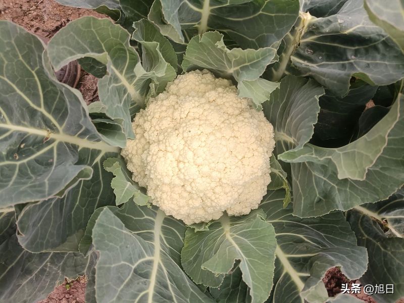 花菜种植时间和方法