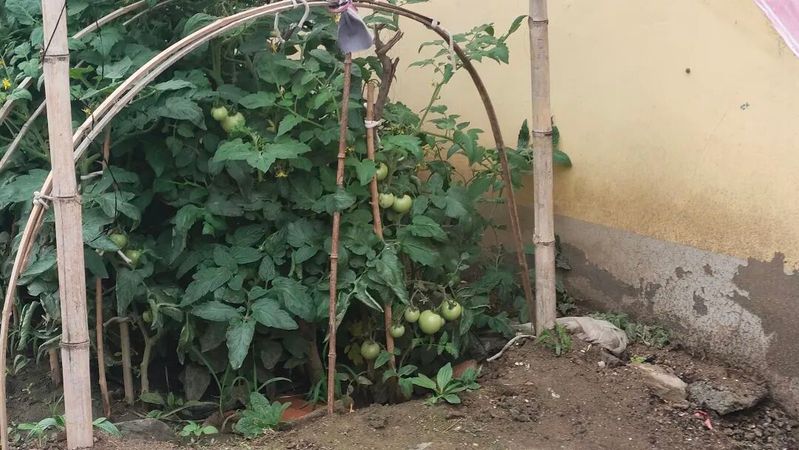 花菜种植时间和方法