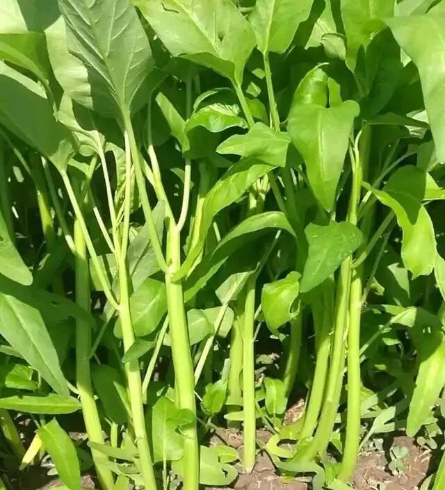 花菜种植时间和方法
