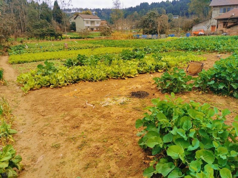 花菜种植时间和方法