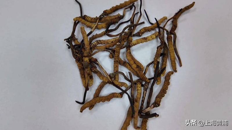 人工北虫草种植技术