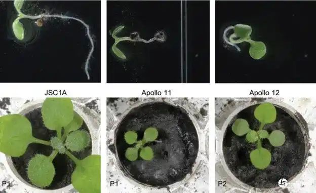 太空农业大跃进，科学家在月球土壤成功种植植物