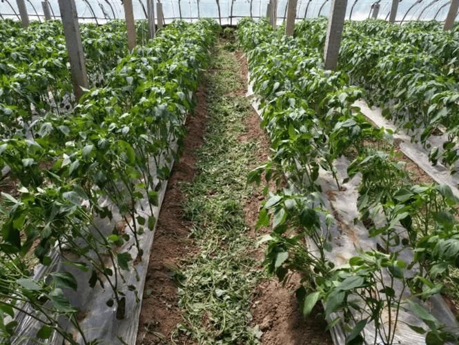 小辣椒种植技术