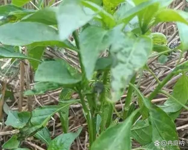 小辣椒种植技术