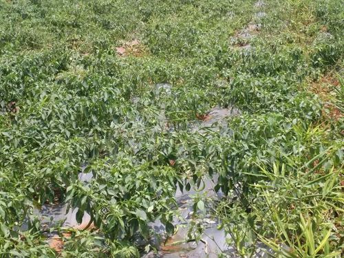 小辣椒种植技术