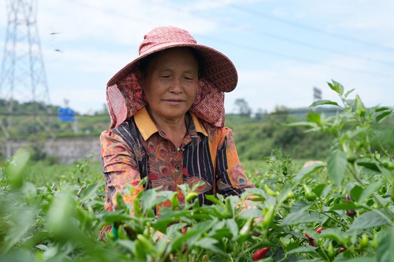 小辣椒种植技术
