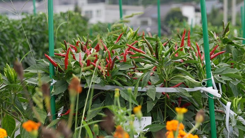 小辣椒种植技术