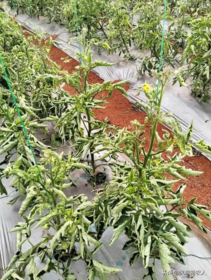 小辣椒种植技术