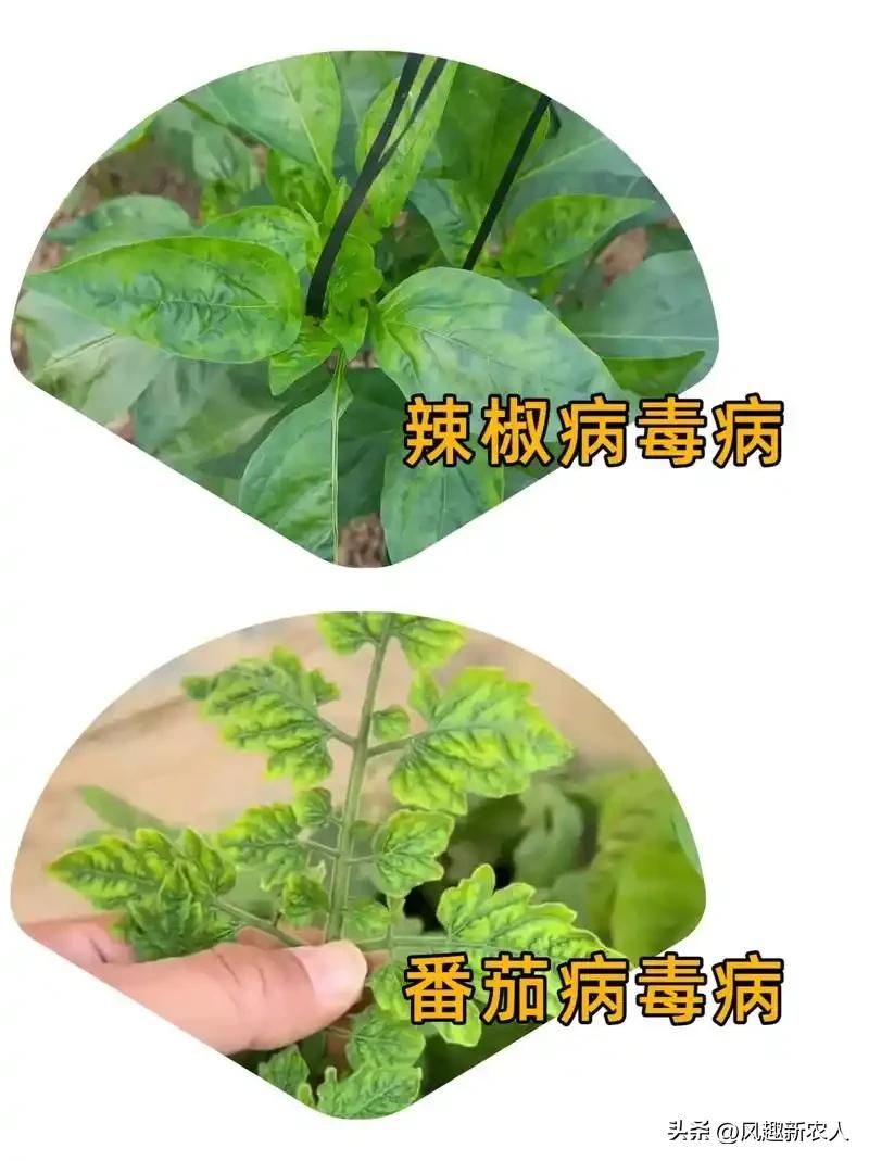 小辣椒种植技术