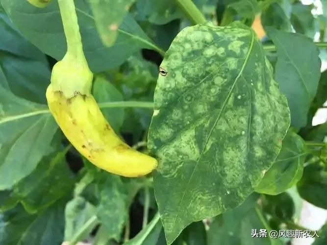 小辣椒种植技术