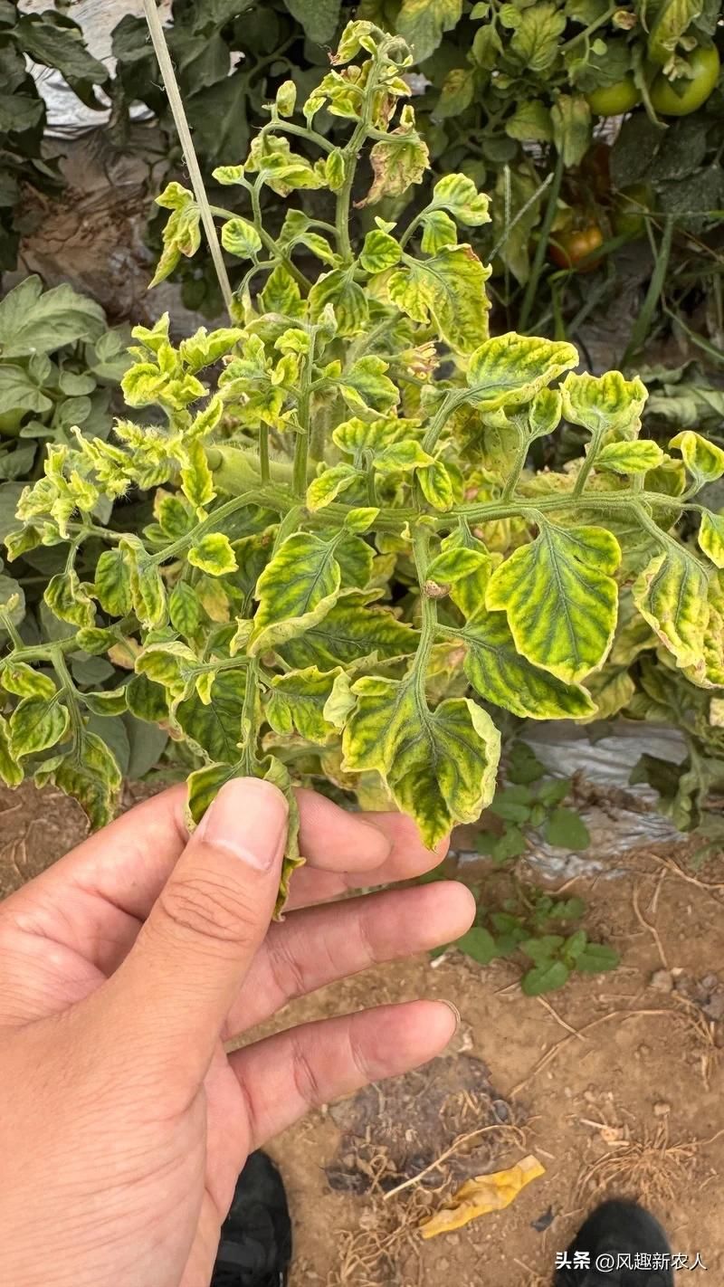 小辣椒种植技术