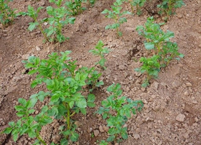 秋马铃薯的种植技术