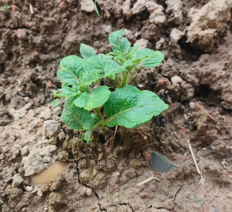秋马铃薯的种植技术