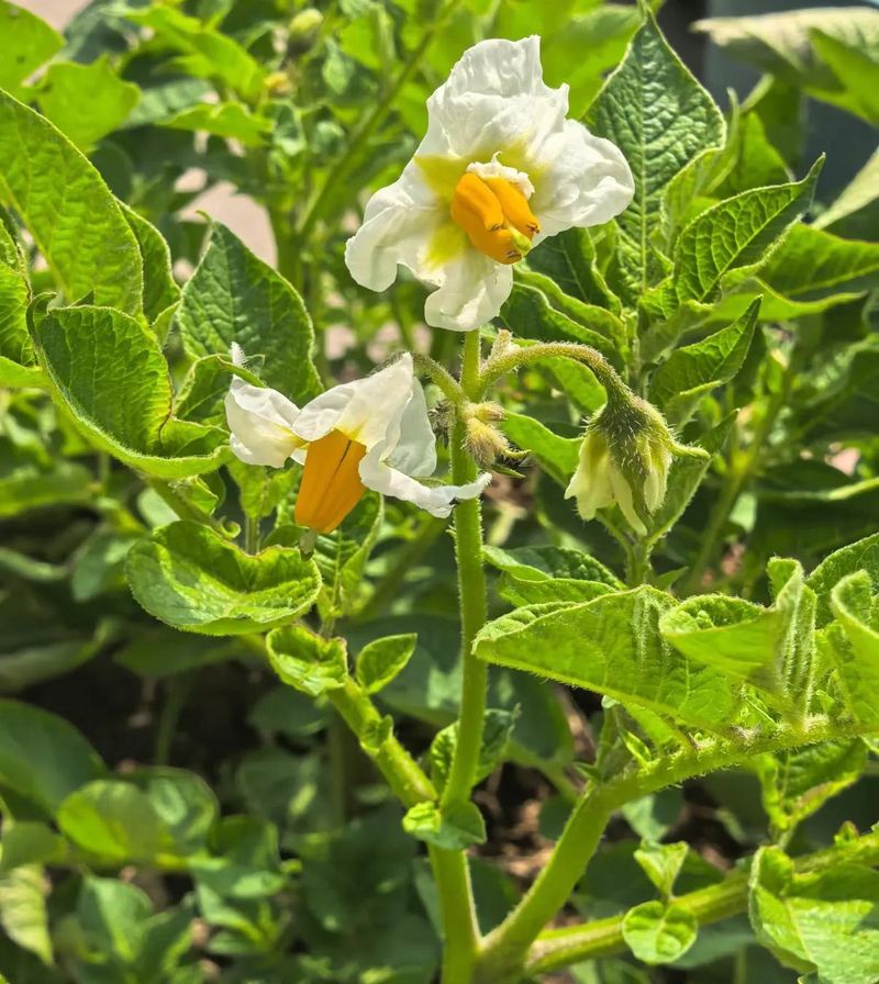 秋马铃薯的种植技术