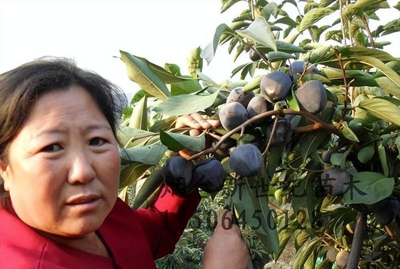 柿子的种植方法