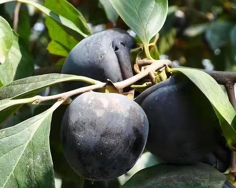 柿子的种植方法