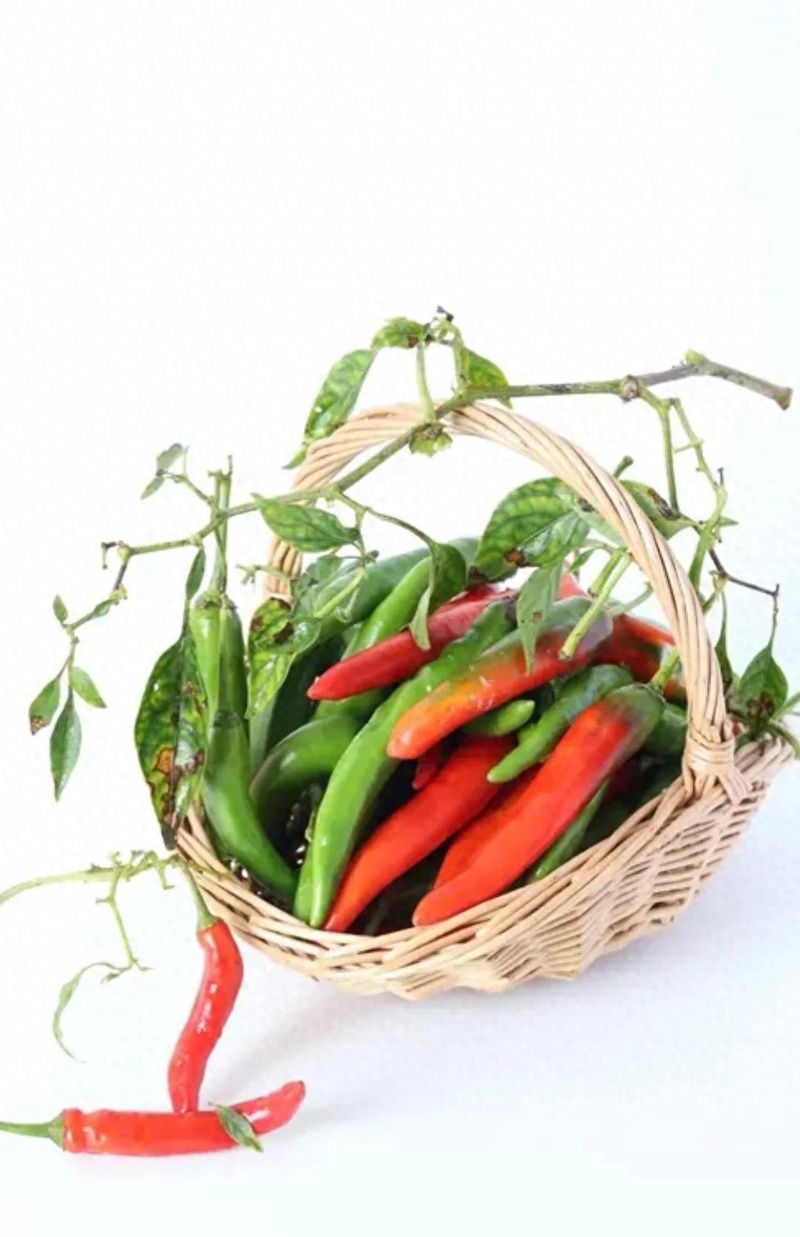 小辣椒种植技术